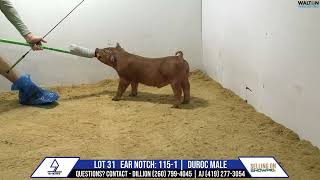 Lot 31 Sheiss Livestock Sale Sept 24 17 September 2024 12 33 49 PM [upl. by Olvan]