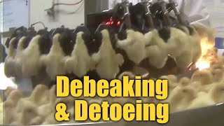 Debeaking amp Detoeing  New Technology to Abuse Baby Turkey Chicks [upl. by Musette]