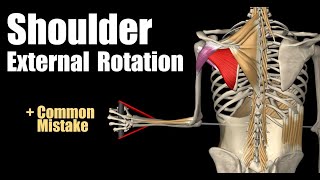 Shoulder External Rotation With Cable [upl. by Manon]