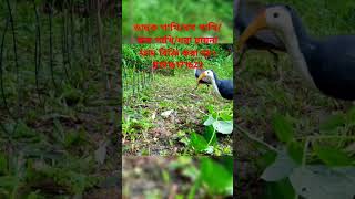 ডাহুক পাখি ধরার ফাদ তৈরীর পদ্ধতি।How to make Gallinule bird trapdahuk pakhir fadজাংগীফাদshort [upl. by Liartnod]