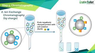 Protein Purification [upl. by Utica365]