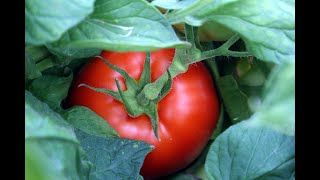 Practical Advice from Successful Farmers Tips on Grafting Tomatoes for Commercial Production [upl. by Trinidad]