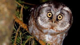 BOREAL OWL call Bird sounds at night [upl. by Ofelia]