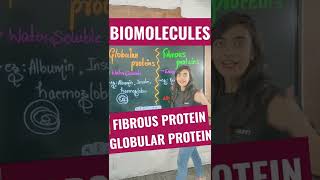 Biomolecules  Globular Proteins  Fibrous Proteins shorts [upl. by Akciret]