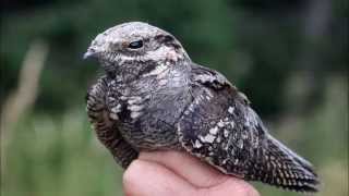 Lelek lesní  Caprimulgus europaeus  European Nightjar [upl. by Durante727]