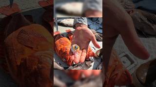 Extracting the iris out of a Yelloweye Rockfish These fish live in the deep waters of SE Alaska fy [upl. by Rahs11]