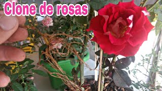 Como enraizar galhos de rosas [upl. by Feldstein]