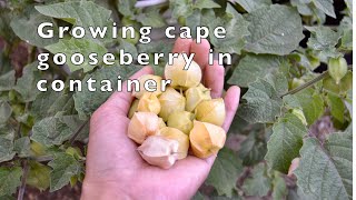 How to grow cape gooseberry in container  Physalis Peruviana [upl. by Harias]