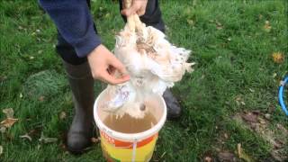 How to Scald a Chicken prior to plucking [upl. by Phillipe]