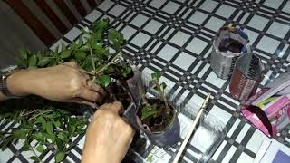 Grow lilly pillys from cuttings [upl. by Asselam]