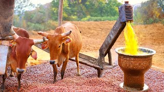 Unlock the Secret of Indias Ancient BullPowered Groundnut Oil Extraction [upl. by Brick]