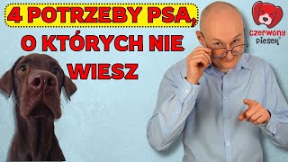 4 nieoczywiste potrzeby psa o których nie wie większość opiekunów [upl. by Thorin]