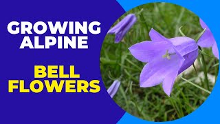 Growing Alpine Bellflowers Successfully from Seed [upl. by Nirol]