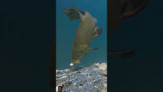 fishing carp fish carpfishing bassfishing underfishing [upl. by Joelle751]