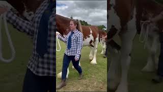 Royal Highland show by BN royalhigh highland horses scotland fy fypシ゚viral shorts shortfeed [upl. by Cotterell180]