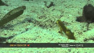 Funny goby fish shares its home with a shrimp [upl. by Etnauq]