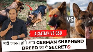 German Shepherd or Alsatian  Is There Any Difference By Baadal Bhandaari [upl. by Edmea]