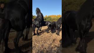 Best Wild Horses Mare Compilation of some Wild Horse Fights Video 149 [upl. by Legyn790]