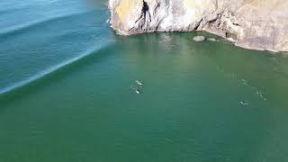 Surfers at Yaquina headAgate Beach Newport Oregon [upl. by Llewen474]