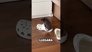 Perro hace Cama de un Croc [upl. by Maram]