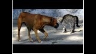 Video divertente cani vs gatti compilation Part 1 [upl. by Eitteb]