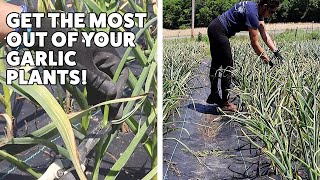 How to Harvest Garlic Scapes and Why You Should [upl. by Ahseer]