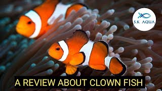 A review about clownfish  Tamil  SK Aqua  SK Aquatic [upl. by Ekal]