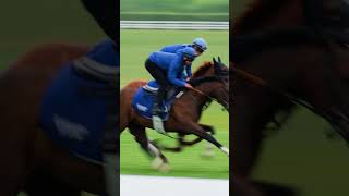 🇬🇧The fresh faces of Moulton Paddocks Charlie Appleby’s twoyearolds working up the gallops🏇 [upl. by Neesay958]