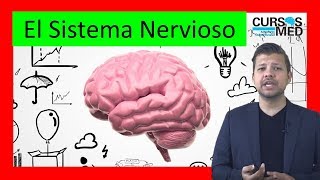 SISTEMA NERVIOSO explicado FÁCIL ✅ [upl. by Prevot]