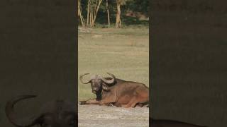 Cape Buffalo Chewing Noise [upl. by Nyra]