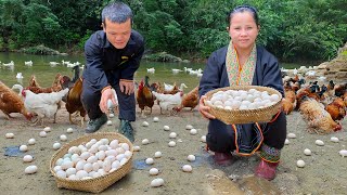 Dwarf Family Harvesting Chicken Eggs amp bake eggs in bamboo tube Garden renovation  harvesting joy [upl. by Eidualc310]