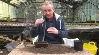 How to grow aquilegia from seed at stinky ditch nursery March’20 [upl. by Arikaahs]