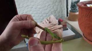 Chameleon found in garden Acorn Villa LaniaLimassol Cyprus [upl. by Asiak]