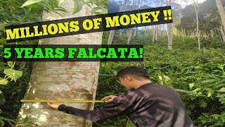 FALCATA FARMING FOR MONEY [upl. by Hceicjow260]