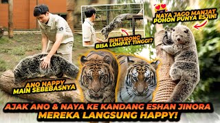 BINTURONG MAEN KE KANDANG HARIMAU  ANO NAYA OBRAK ABRIK KANDANG ESHAN JINORA [upl. by Alvis]