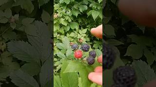 Picking Wild Black Berries [upl. by Albin]