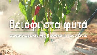 🍇 Θειάφι στα φυτά για βιολογική προστασία  Τα Μυστικά του Κήπου [upl. by Goldfinch530]