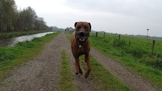 Rhodesian Ridgeback running through the countryside Part Two [upl. by Pacificas34]