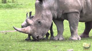 Baby Rhinoceros quotAstridquot at Cotswold Wildlife Park 1st July 2013 [upl. by Ahsenwahs]