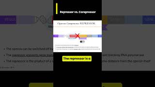 Gene Expression in operons Repressor vs Corepressor [upl. by Hunsinger]