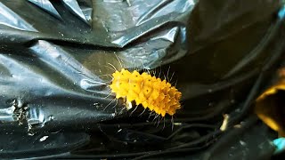 Rare Yellow Caterpillar [upl. by Ahsik]