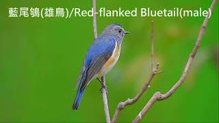 藍尾鴝Redflanked Bluetail [upl. by Jethro165]