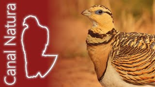 Ganga ibérica Pterocles alchata Pintailed Sandgrouse 4K [upl. by Hanahsuar15]