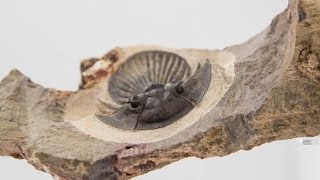 THE FOSSIL STORE™ \ Platyscutellum Formosum Trilobite [upl. by Brest]