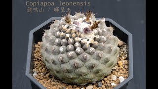 Copiapoa leonensis 龍鳴山介紹 [upl. by Resee746]