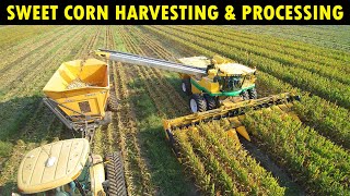 Sweet Corn Harvesting amp Processing  Corn Farming  Cultivation [upl. by Eniamrahs443]