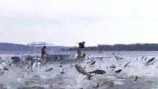 Asian Carp Jumping part 1 [upl. by Llevram]