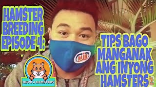 HAMSTER BREEDING EPISODE 4TIPS BAGO MANGANAK ANG SYRIAN HAMSTERS [upl. by Pettit736]