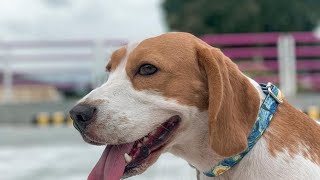 Angry Beagle Dog Barking  Beagle Barking Oh [upl. by Kali]