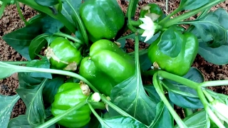 How to grow Capsicum from planting in India [upl. by Ennaed]